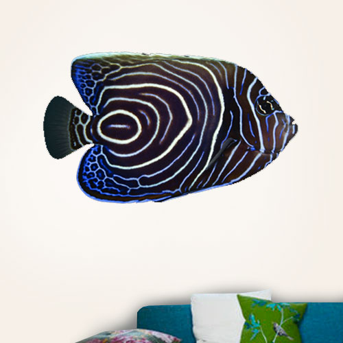 Pomacanthus Fish