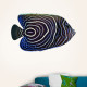 Pomacanthus Fish Wall Decal