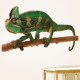 Chameleon Wall Decal