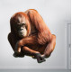 Orangutan Wall Decal