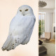 Snowy Owl Wall Decal