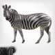 African Zebra Wall Decal