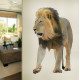 South African Male Lion Wall Decal