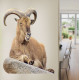 Eastern Tur Goat Wall Decal