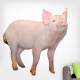 Pig Wall Decal