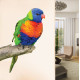 Rainbow Lorikeet Wall Decal