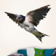 Barn Swallow Wall Decal