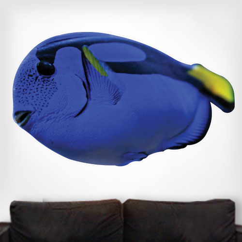 Blue Regal Tang Fish