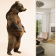 Grizzly Bear Standing Wall Decal