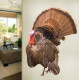 Turkey Wall Decal