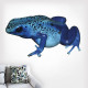 Poison Dart Frog Wall Decal