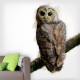 Owl Realistic Watercolor Artsy Wall Decal